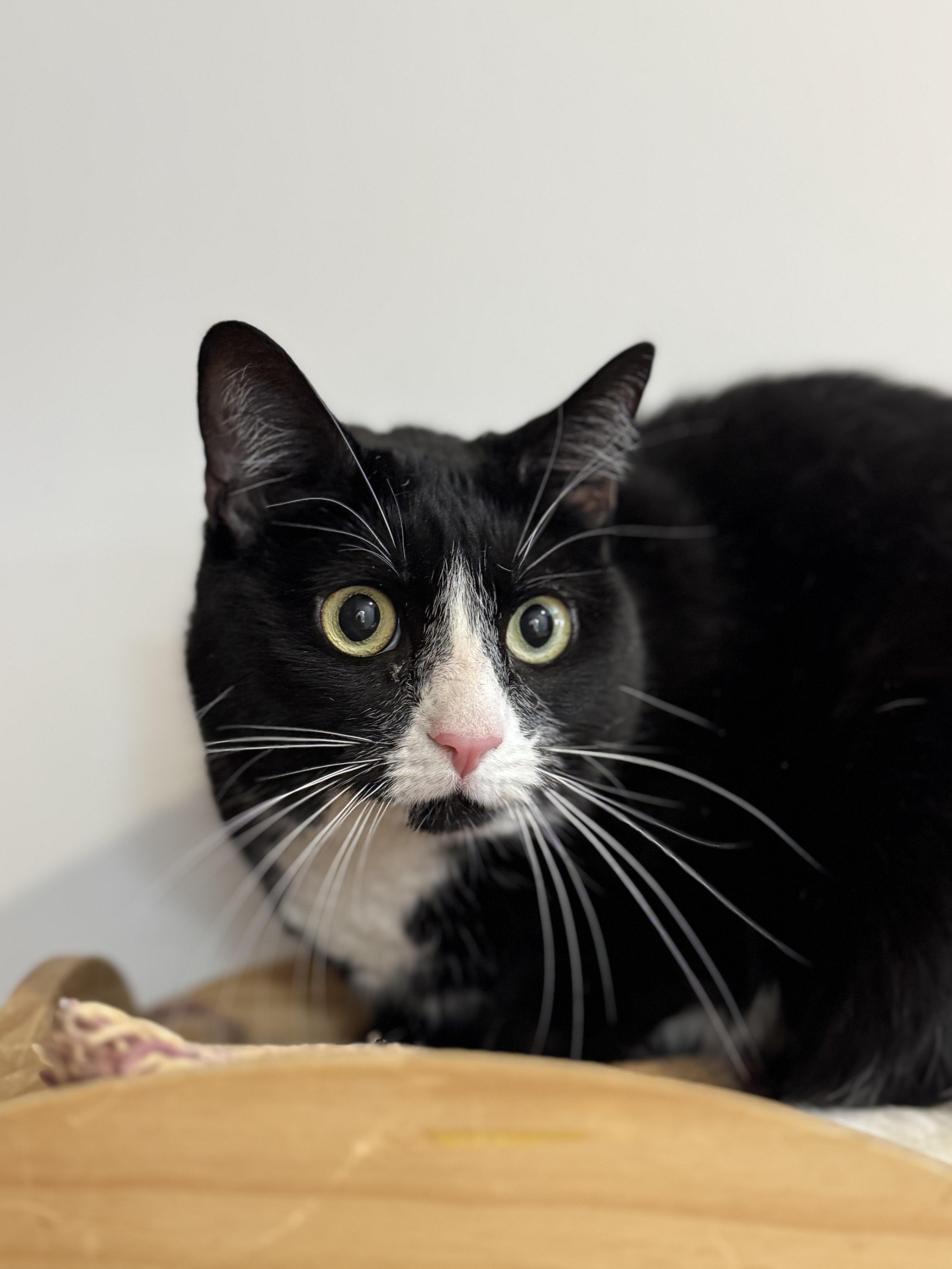 An adult large-sized female Black & White / Tuxedo Domestic Short Hair cat named Ziva And Zaine for adoption in North Haven, CT