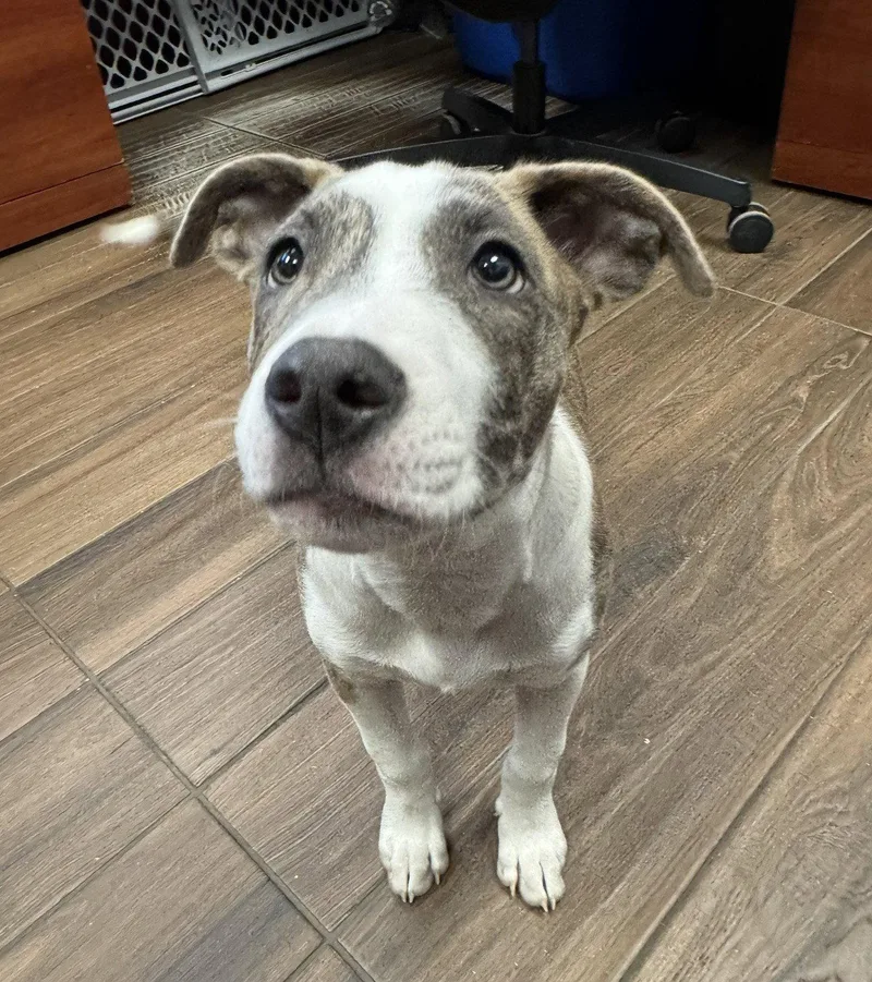A young medium-sized female Terrier dog named Cookie for adoption in Hilton Head Island, SC