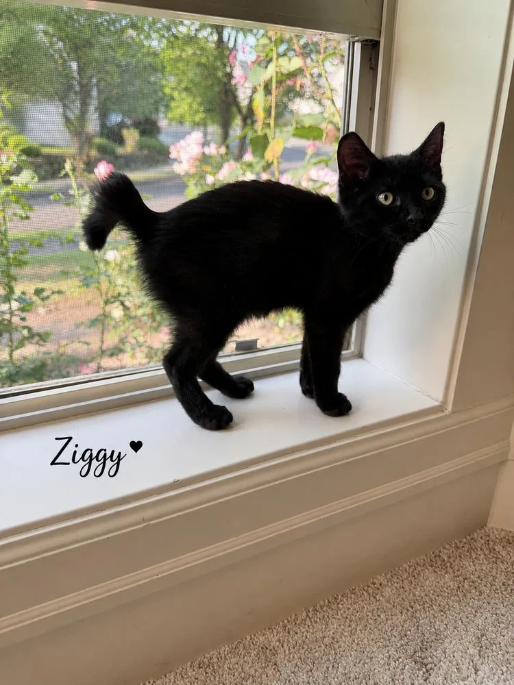 A baby small-sized male Black Domestic Short Hair cat named Ziggy for adoption in Vancouver, WA