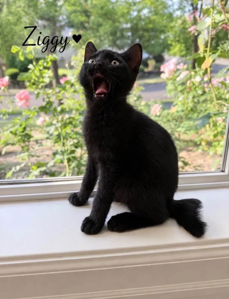 Ziggy thumbnail 3