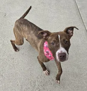 An adult medium-sized female Pit Bull Terrier dog named Peaches for adoption in Bucyrus, OH