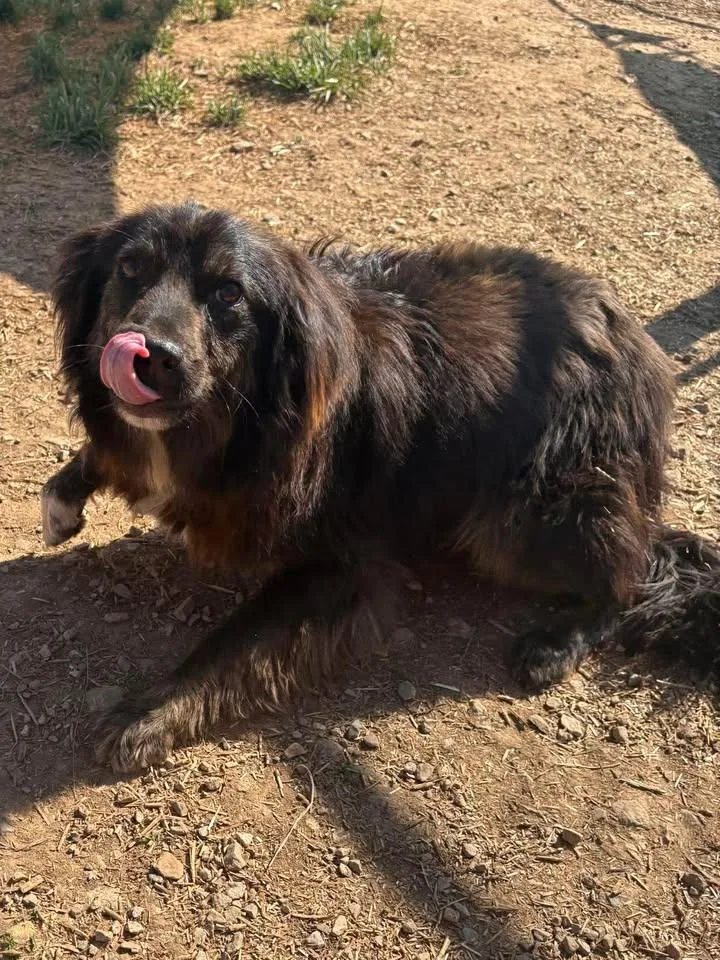 An adult medium-sized male Bicolor Australian Shepherd dog named Buddy for adoption in Munfordville, KY