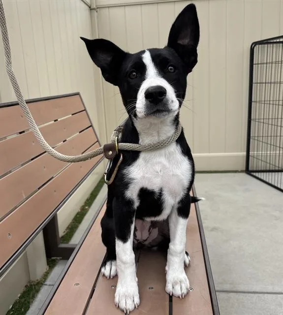 A baby medium-sized female Pit Bull Terrier dog named Nova for adoption in Camarillo, CA