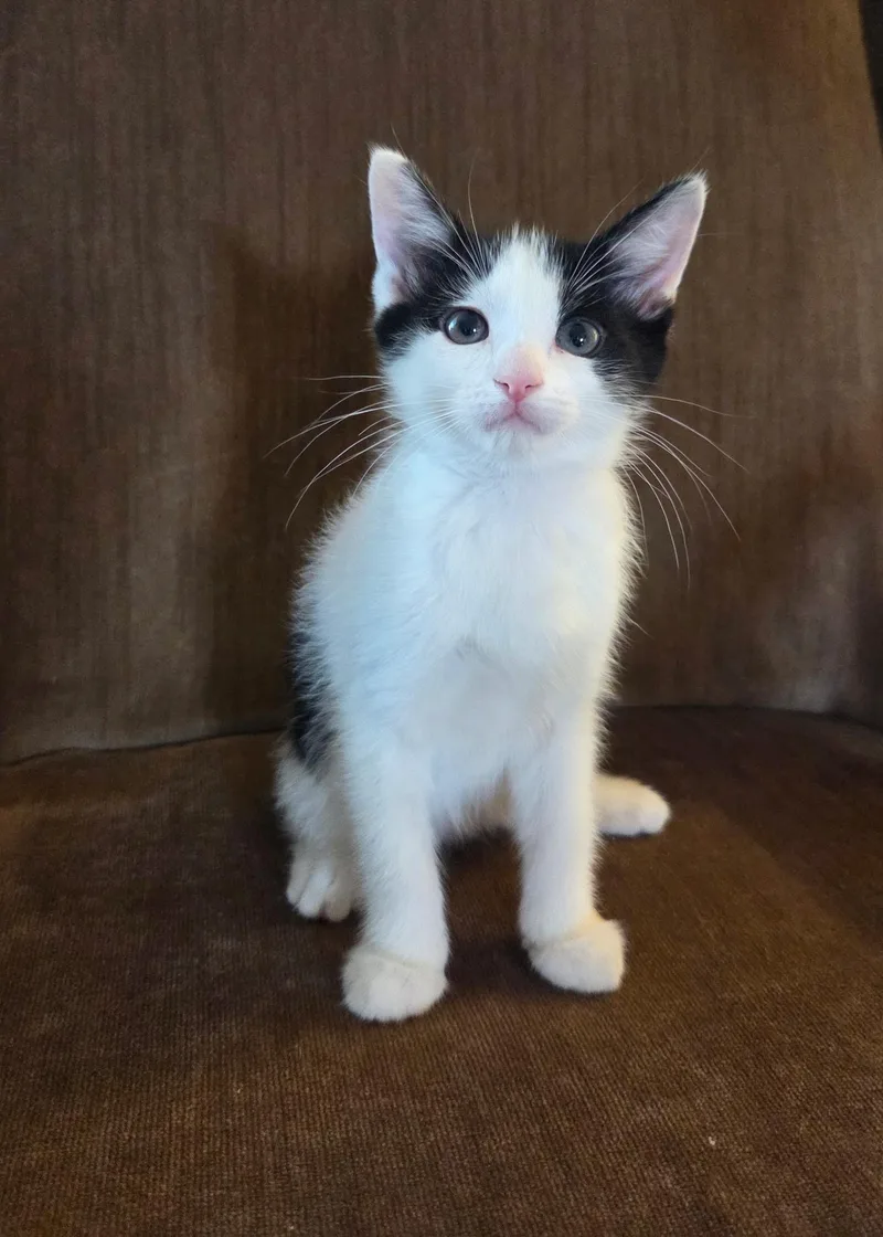 A baby medium-sized female White Domestic Short Hair cat named Velma for adoption in High Ridge, MO