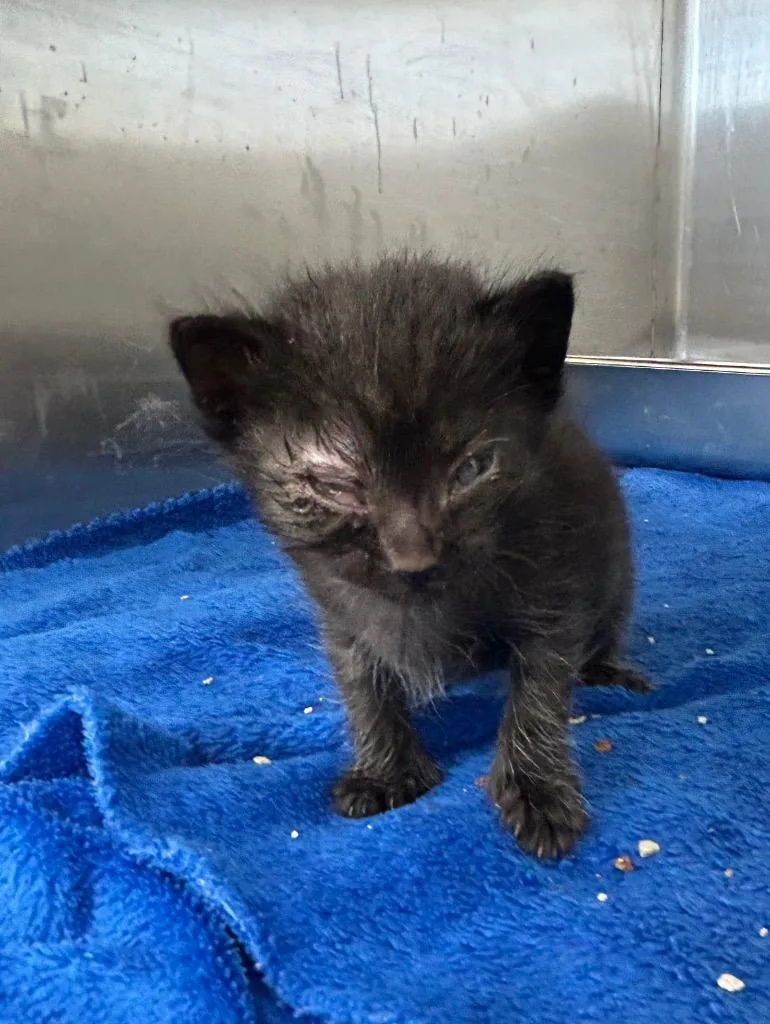 A baby small-sized male Domestic Short Hair cat named Featherly for adoption in Hartsville, SC