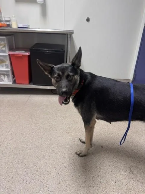 A young medium-sized female Black Shepherd dog named Cookie URGENT for adoption in Thousand Oaks, CA