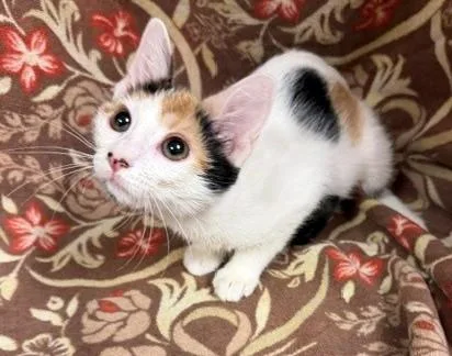A baby medium-sized female Calico Domestic Short Hair cat named Mariam for adoption in Lake Monroe, FL