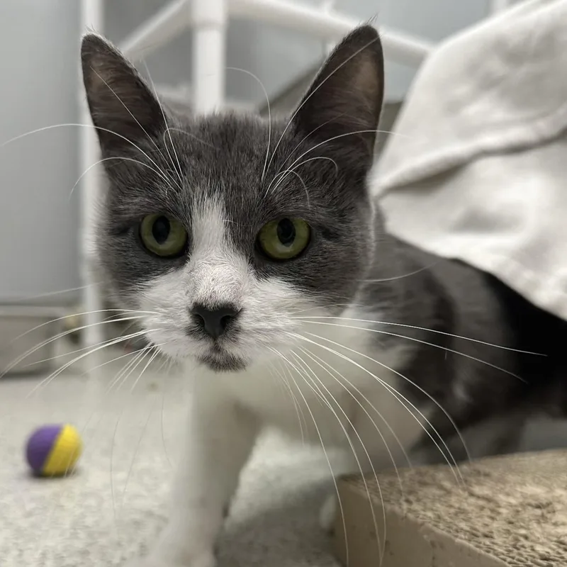A young medium-sized female Gray & White Domestic Short Hair cat named Ashlyn for adoption in Cooperstown, NY