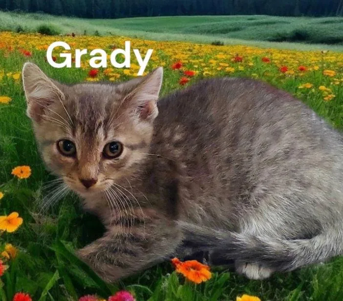 Grady thumbnail 2