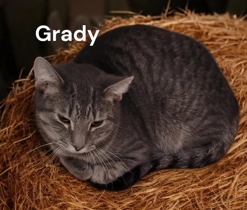 Grady