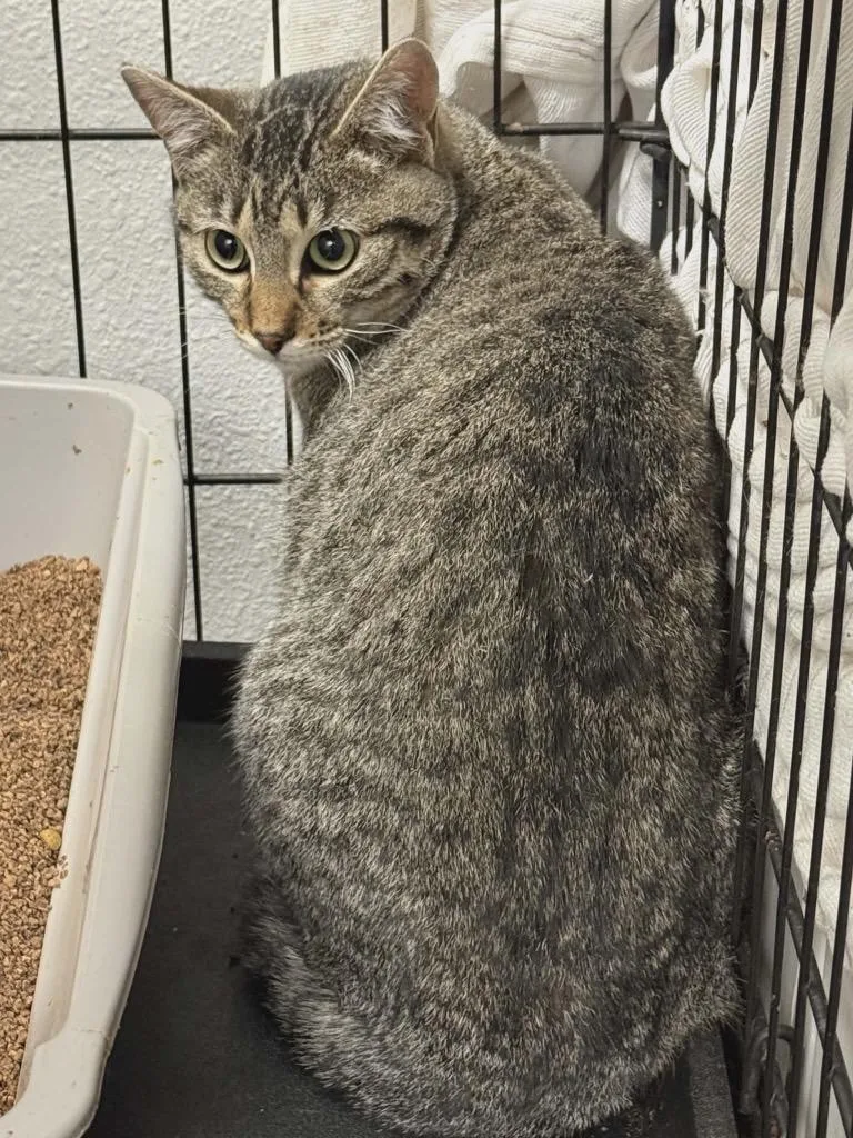 A young medium-sized female Tabby cat named Bacardi for adoption in Grand Junction, CO