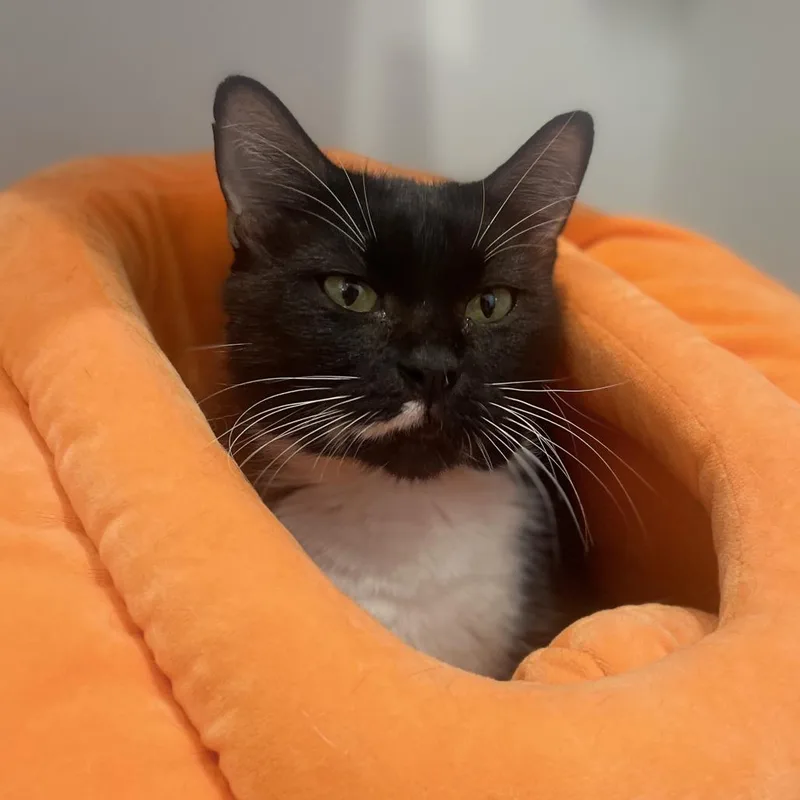 A young large-sized female Domestic Short Hair cat named Supreme for adoption in Champaign, IL