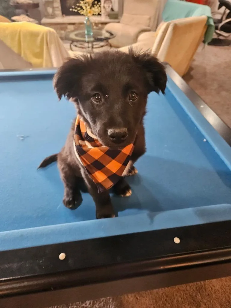 Santa Ana thumbnail 3