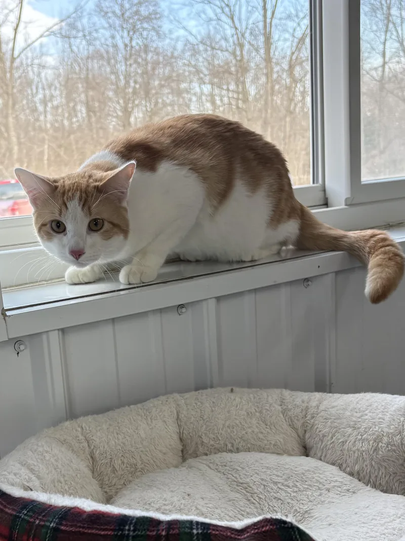 Don Diego thumbnail 3