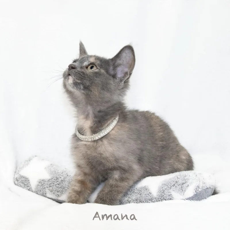 Amana thumbnail 2
