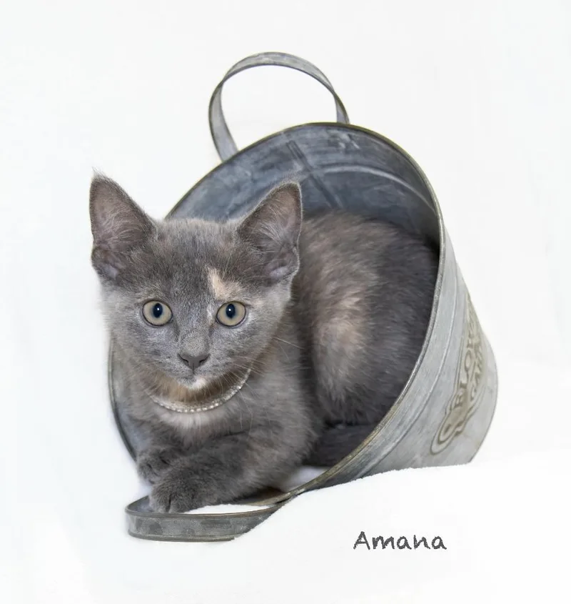 Amana thumbnail 3