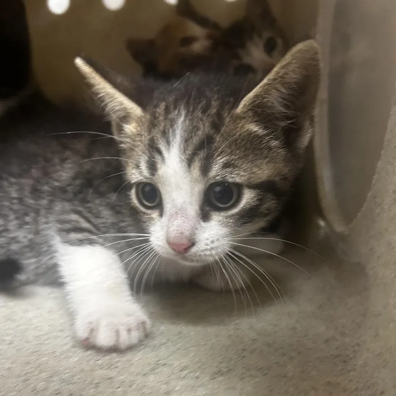 A baby small-sized male Black Domestic Short Hair cat named Buster for adoption in Philadelphia, PA