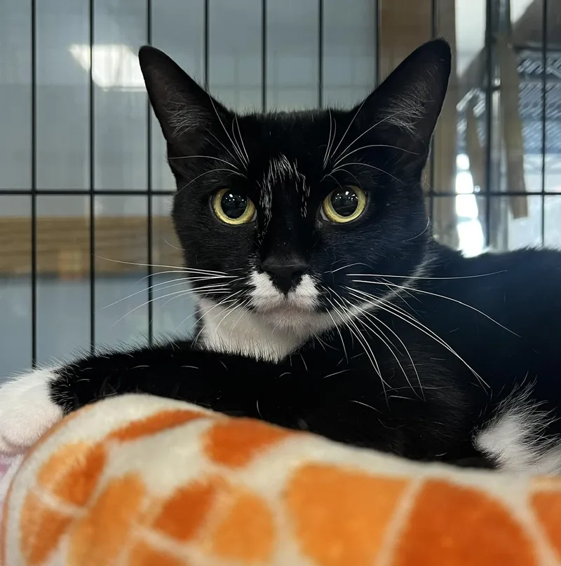 A young medium-sized female Black & White / Tuxedo Domestic Short Hair cat named Melinda for adoption in Johnston, RI