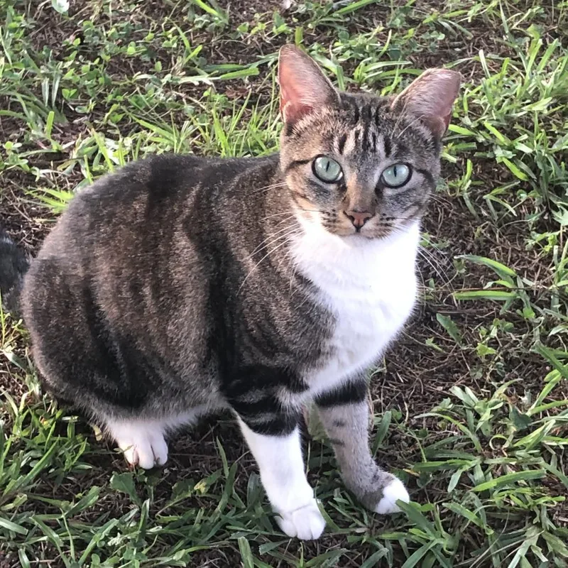 Baby Cat
