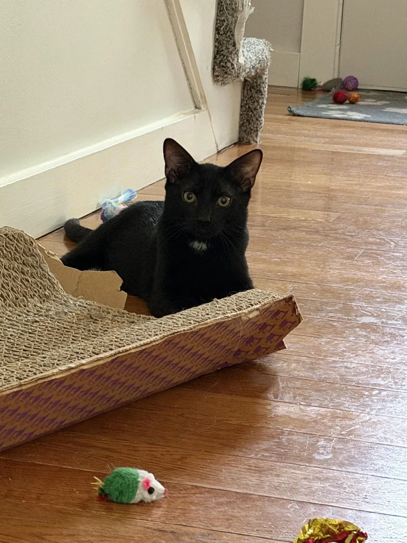 A young medium-sized male Domestic Short Hair cat named Velour for adoption in East Derry, NH