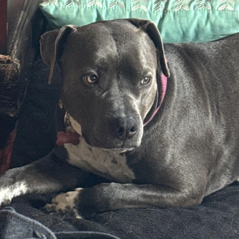 An adult medium-sized female Gray / Blue / Silver Terrier dog named Koi for adoption in Eureka, CA