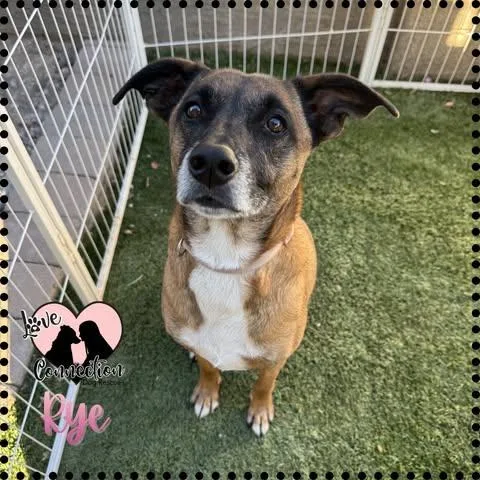 An adult medium-sized female Golden Shepherd dog named Rye for adoption in Gilbert, AZ