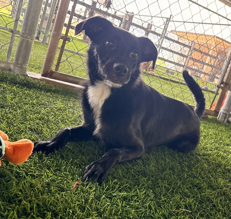 A young small-sized male Mixed Breed dog named Manuelito for adoption in Brooklyn, NY