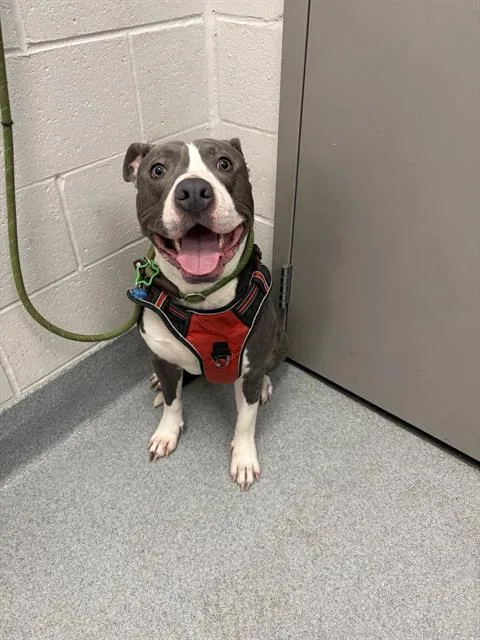 A young medium-sized male Pit Bull Terrier dog named Baz for adoption in Indianapolis, IN