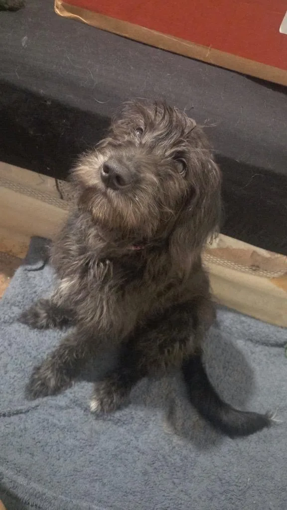 A baby large-sized male Bouvier des Flandres dog named Tippers for adoption in Urbandale, IA