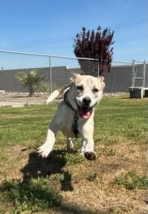 An adult medium-sized female American Staffordshire Terrier dog named Dahlia for adoption in McFarland, CA
