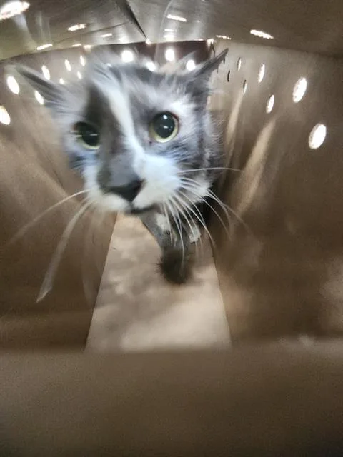 A young medium-sized male Domestic Short Hair cat named Willie for adoption in San Antonio, TX