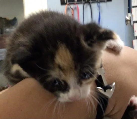 A young small-sized female Domestic Short Hair cat named Snickers for adoption in Riverside, CA