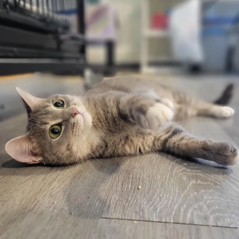 A young medium-sized female Gray / Blue / Silver Domestic Short Hair cat named Au Gres for adoption in Swartz Creek, MI