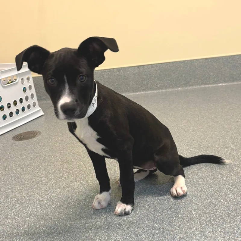 A baby small-sized female Labrador Retriever dog named Amy for adoption in Briarcliff Manor, NY