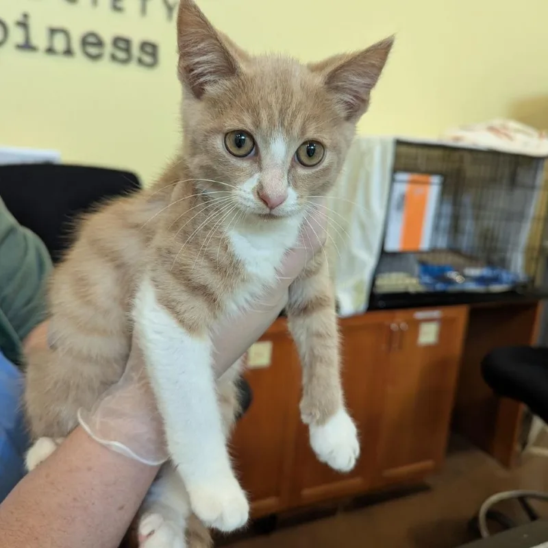 A baby small-sized male Buff / Tan / Fawn Domestic Short Hair cat named Legend for adoption in Lynchburg, VA