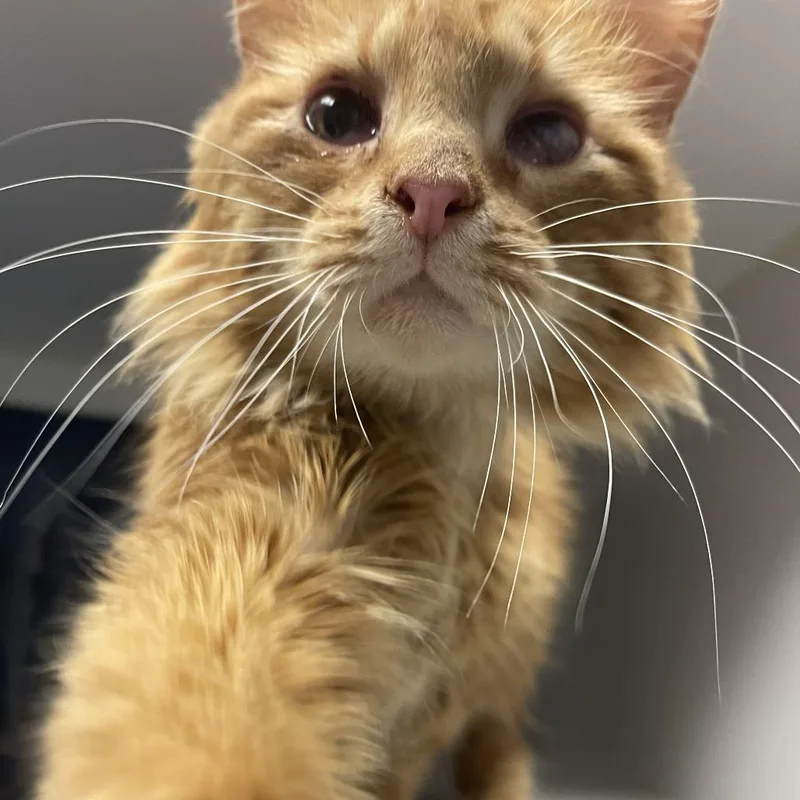 A young medium-sized male Orange / Red Domestic Short Hair cat named Homer for adoption in Shawnee, KS