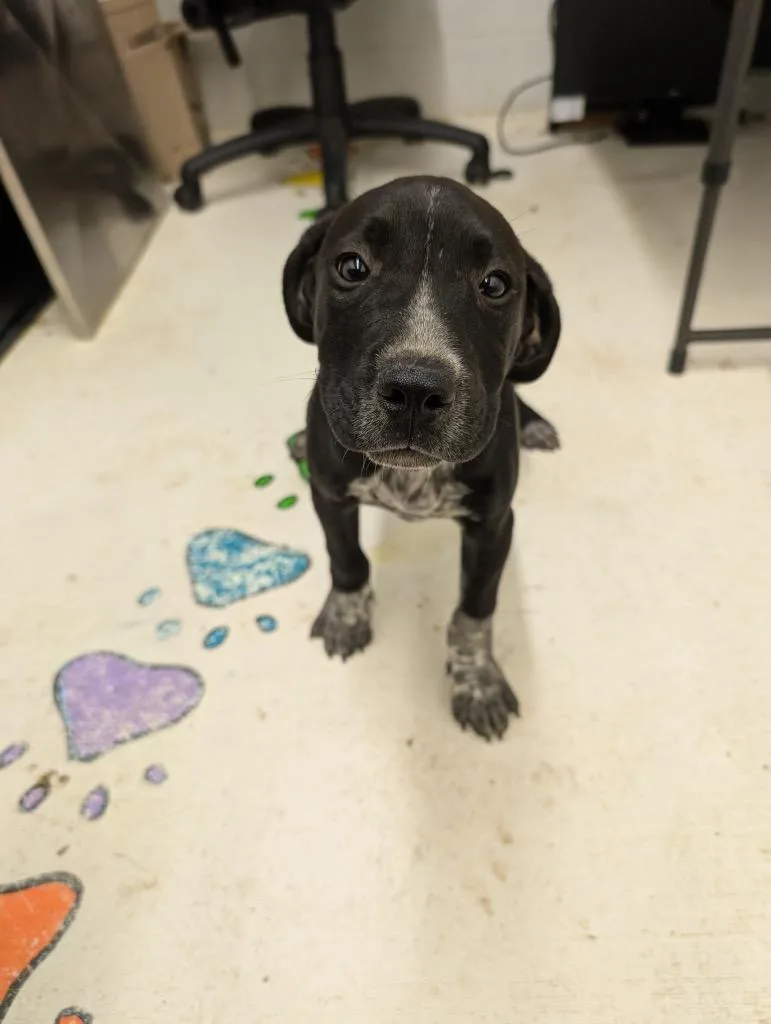 A baby small-sized male Mixed Breed dog named Dick for adoption in Chickamauga , GA