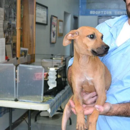 A baby small-sized female Plott Hound dog named Lilabeth "lilly" for adoption in Jackson, LA