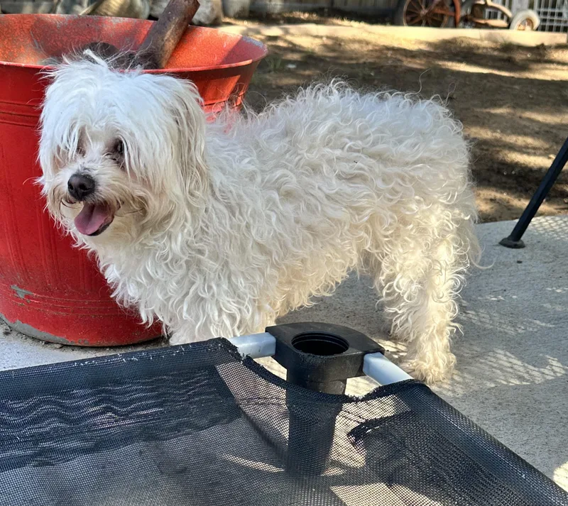 A young small-sized female Maltese dog named Loki for adoption in Windsor, CO