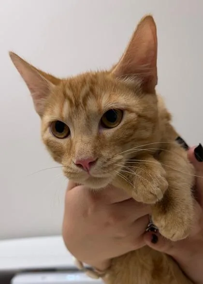 A baby small-sized male Domestic Short Hair cat named Sunny D for adoption in Sacramento, CA