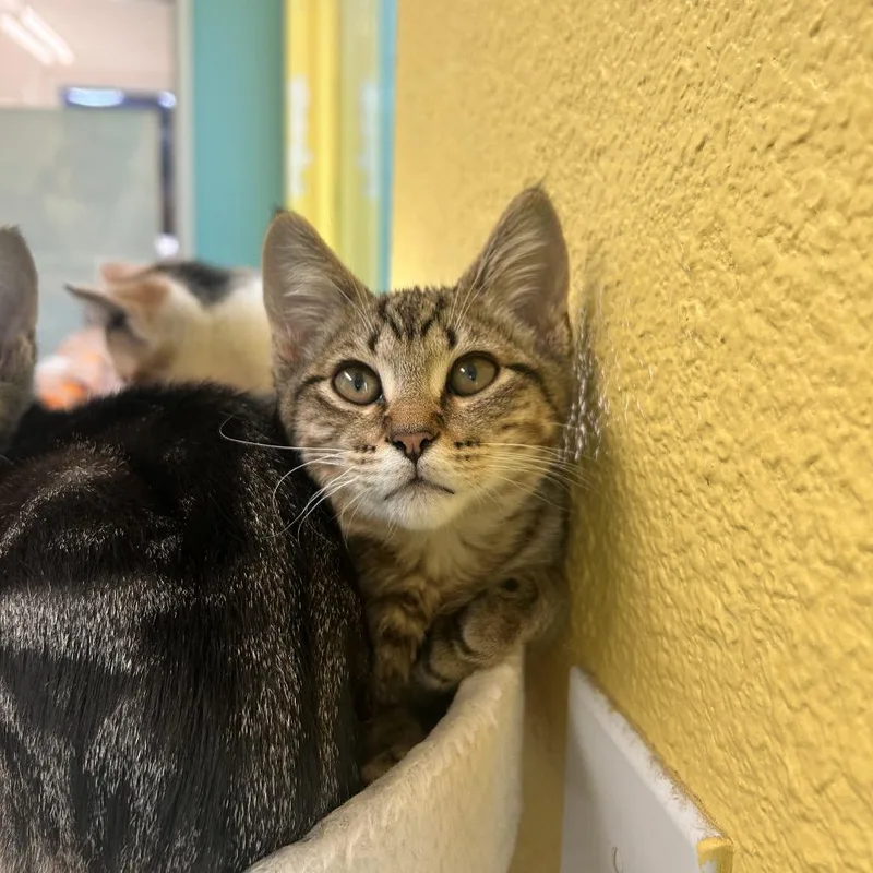A baby small-sized male Brown / Chocolate Domestic Short Hair cat named Beau for adoption in Fresno, CA