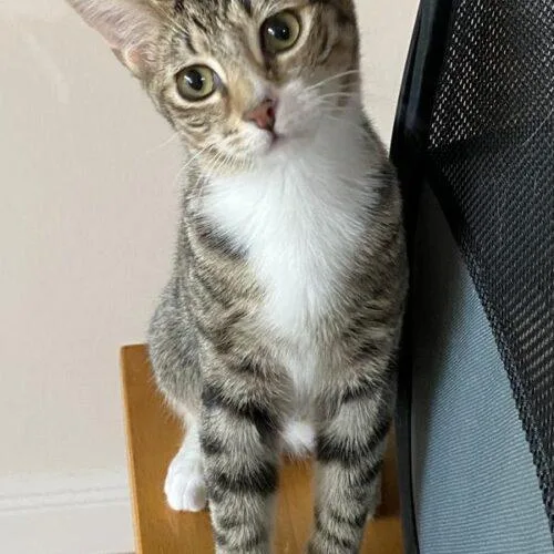 A baby small-sized female Domestic Short Hair cat named Mary Ann for adoption in Tampa, FL