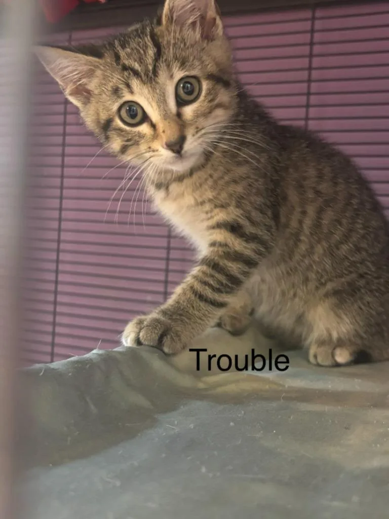 A baby small-sized female Domestic Short Hair cat named Trouble for adoption in Cambridge, MD