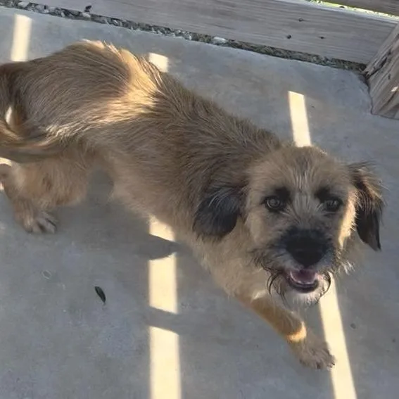 An adult medium-sized female Yellow / Tan / Blond / Fawn Terrier dog named Godiva for adoption in Freeport, FL