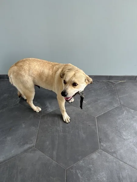 An adult medium-sized female Mixed Breed dog named Honey for adoption in La Grange, KY