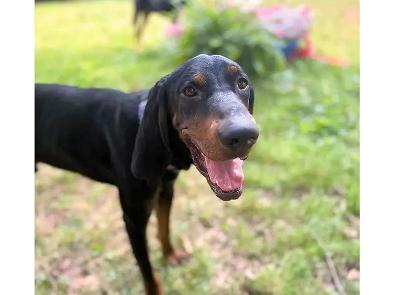A young large-sized male Black and Tan Coonhound dog named Gary for adoption in Leawood, KS