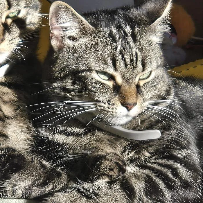 An adult small-sized female Brown / Chocolate Domestic Medium Hair cat named Penne for adoption in Chattanooga, TN