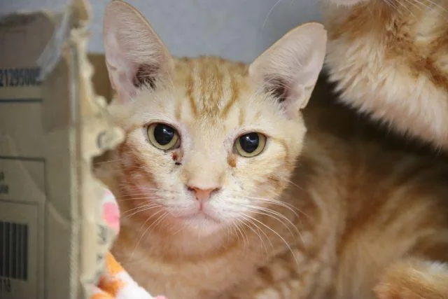 A young small-sized female Domestic Short Hair cat named Sunshine for adoption in Tucson, AZ