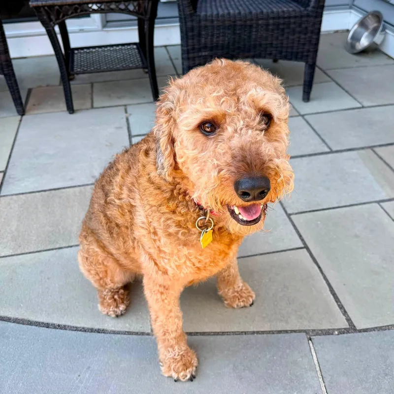 An adult medium-sized male Golden Airedale Terrier dog named Cooper for adoption in Bethel, CT