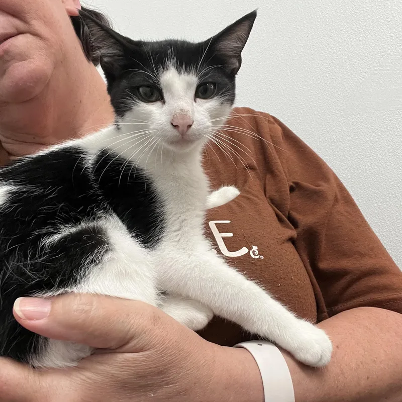 A baby medium-sized male Domestic Short Hair cat named Dobby for adoption in Palmetto, FL